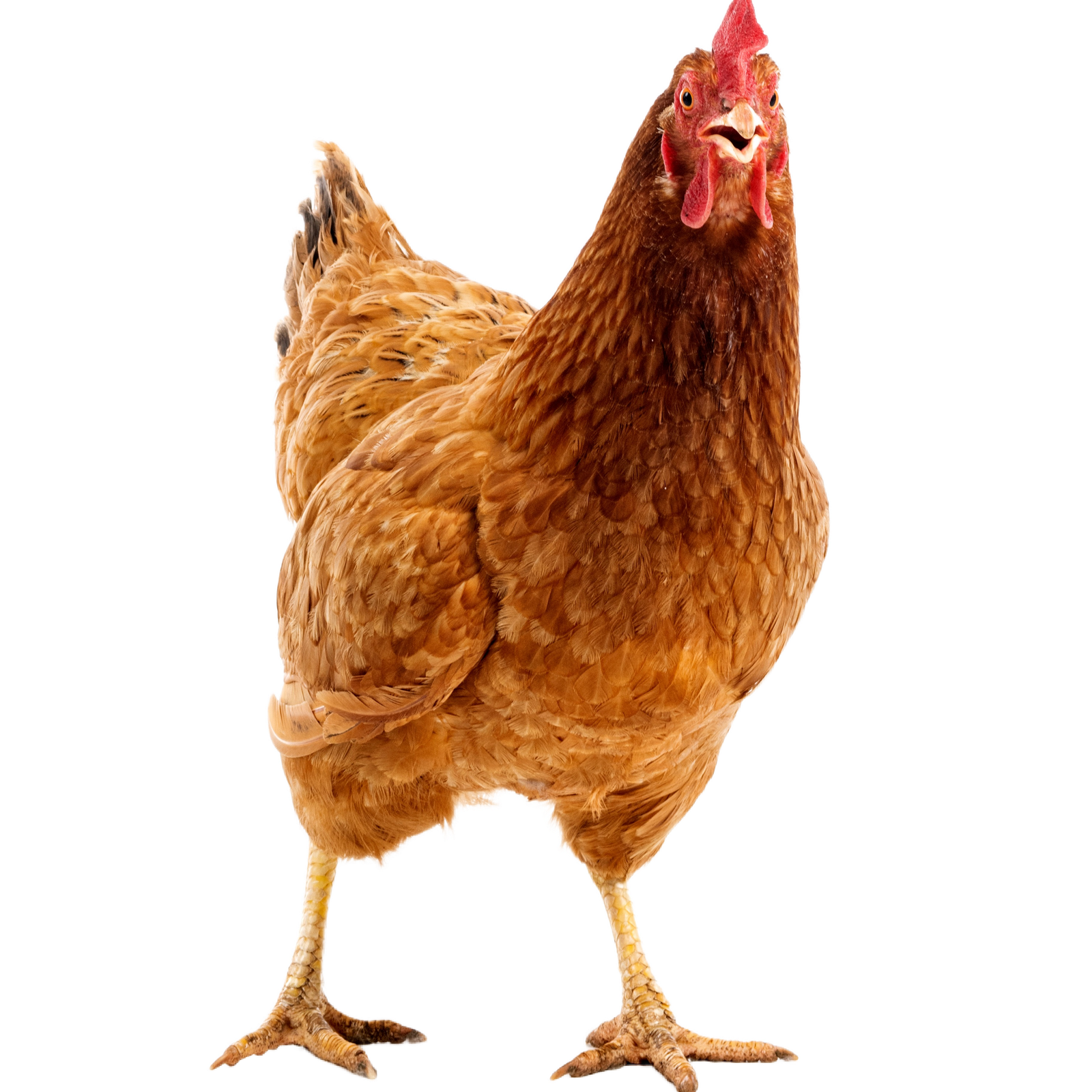 Poule