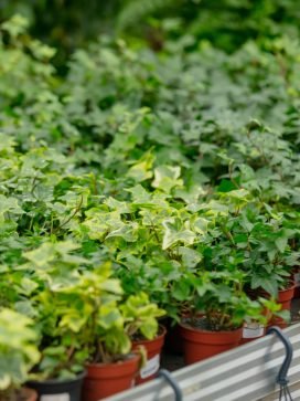 ivy in pots in garden market